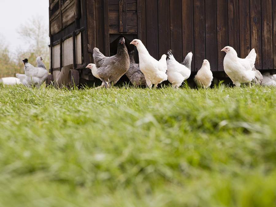 free range chickens in a grassy field